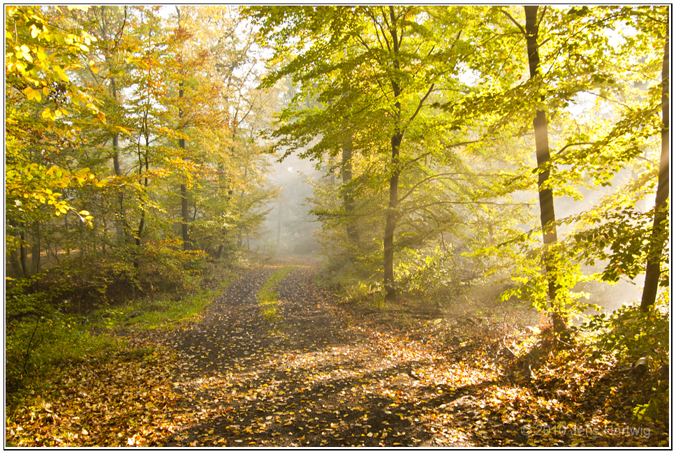 Leuchtender Herbst