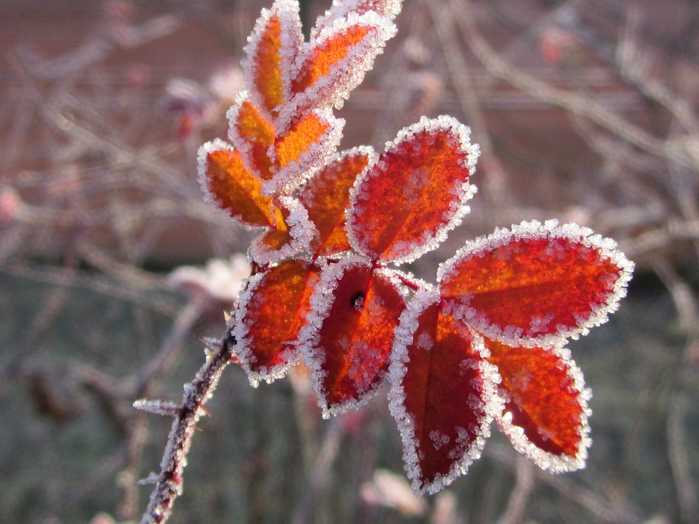 Leuchtender Herbst mit einem ersten Hauch von Winter