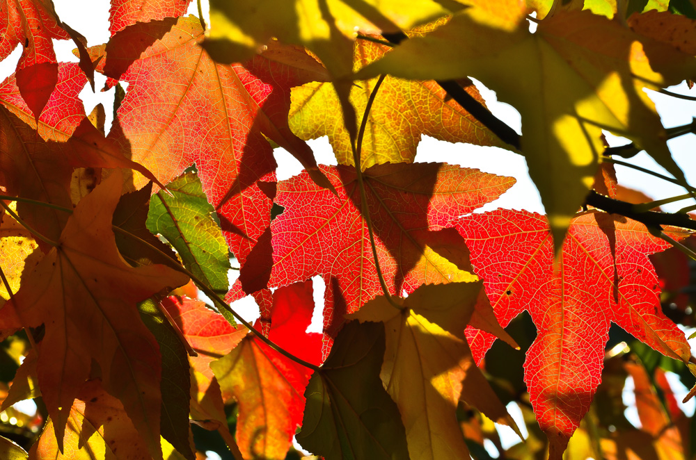 Leuchtender Herbstbaum