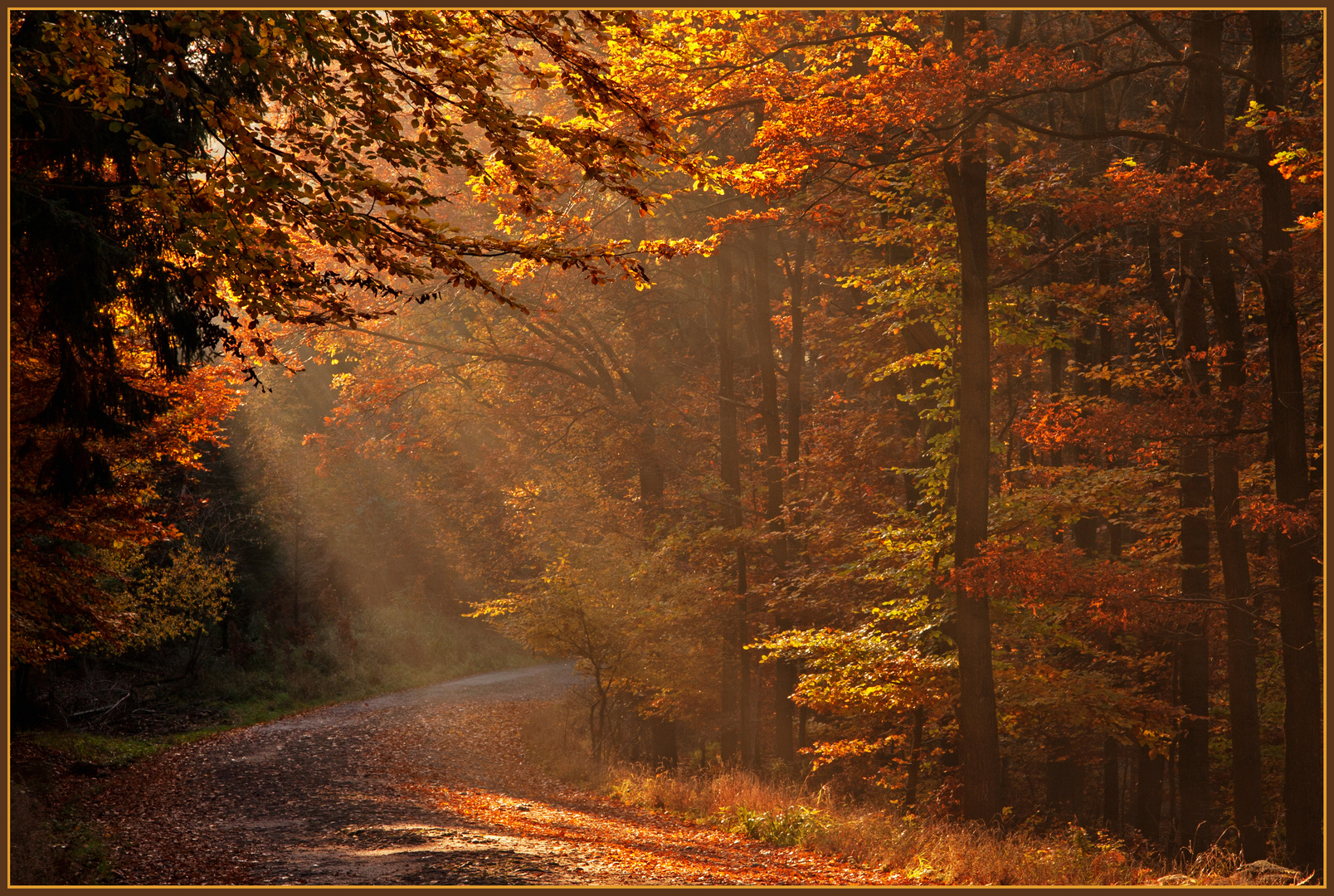 Leuchtender Herbstwald