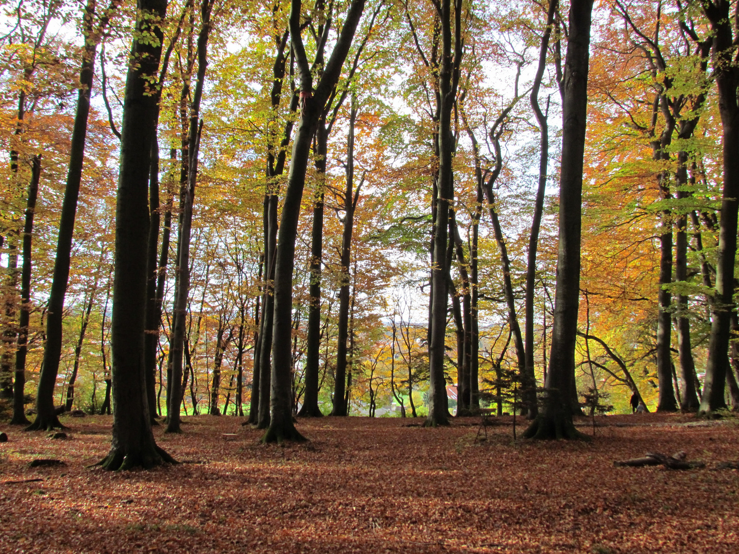 Leuchtender Herbstwald