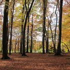 Leuchtender Herbstwald