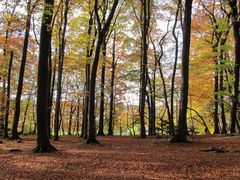 Leuchtender Herbstwald