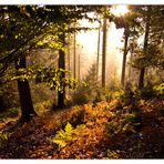 Leuchtender Herbstwald