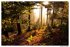 Leuchtender Herbstwald