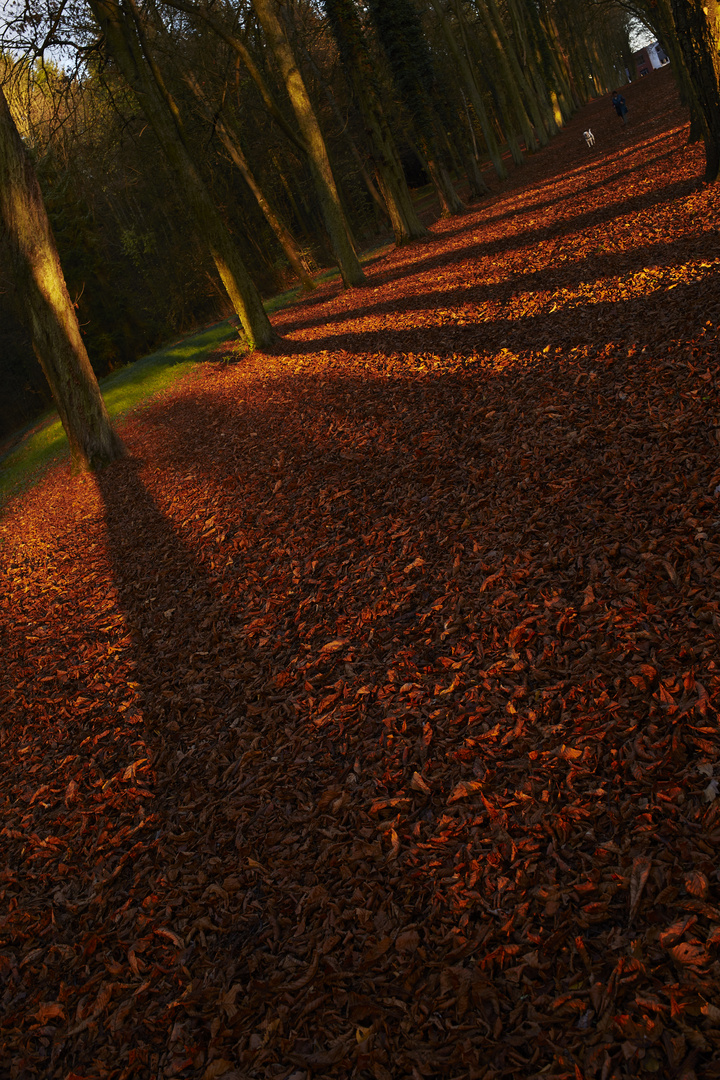 Leuchtender Herbstwald