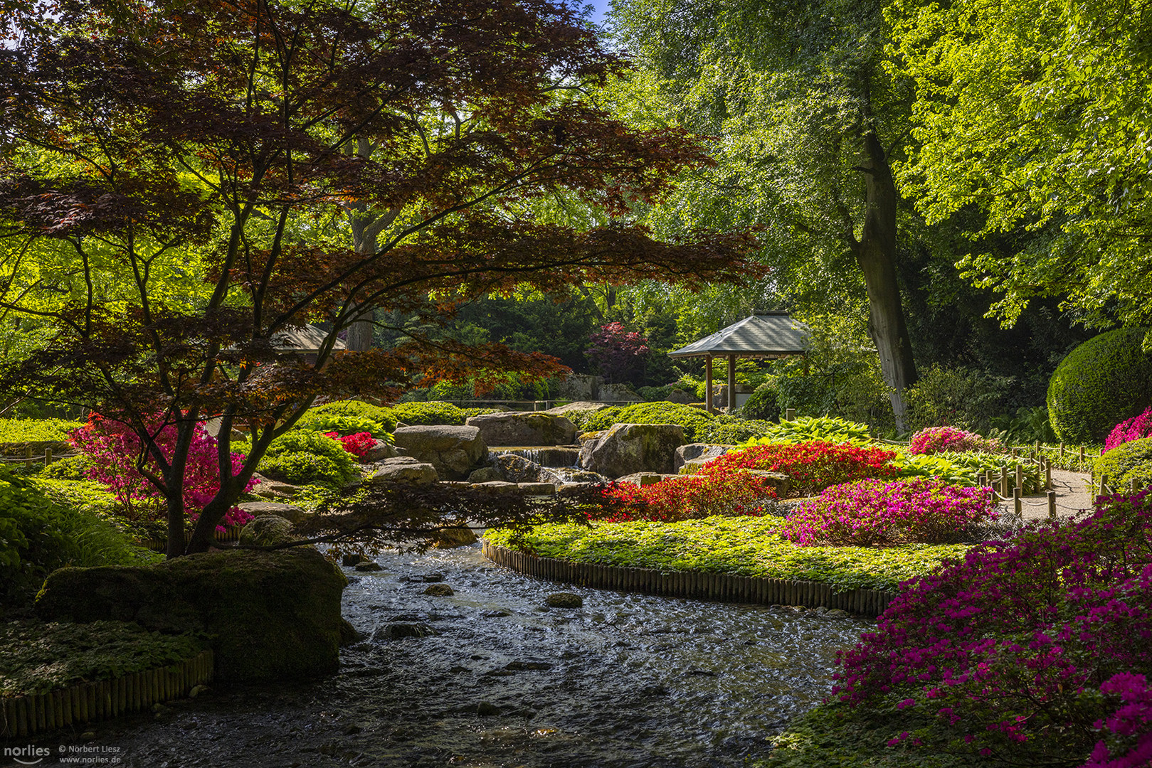 Leuchtender Japangarten