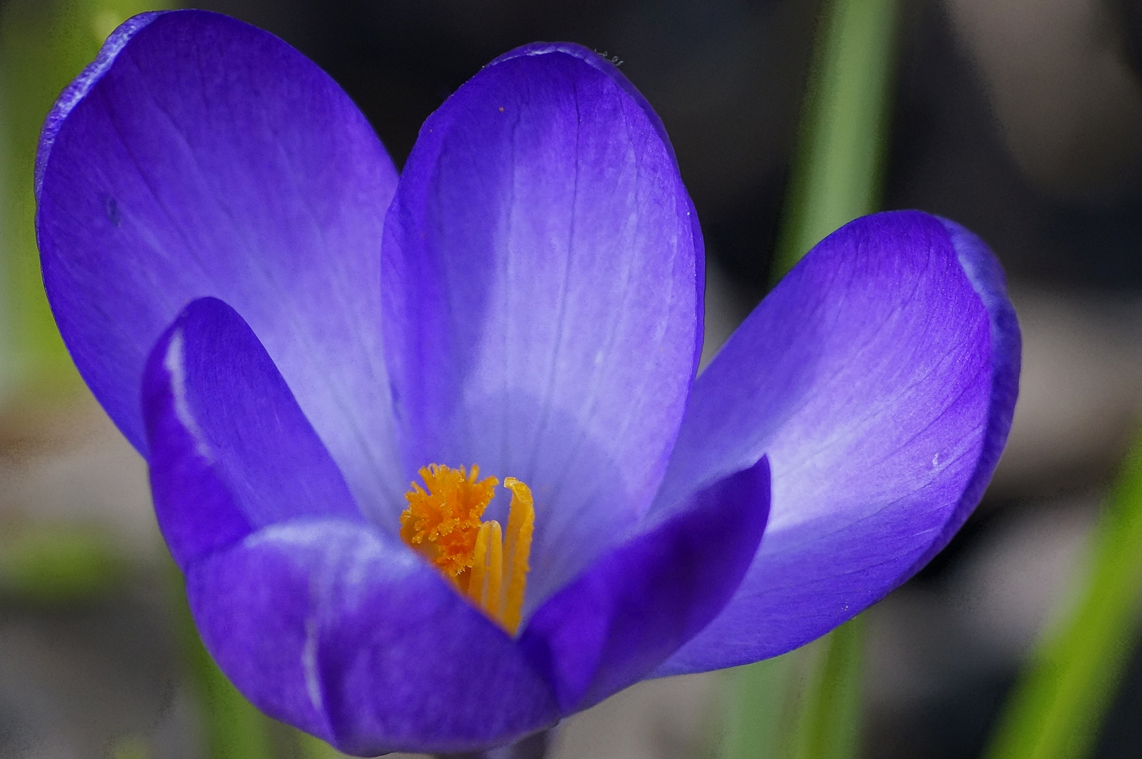 Leuchtender Krokus