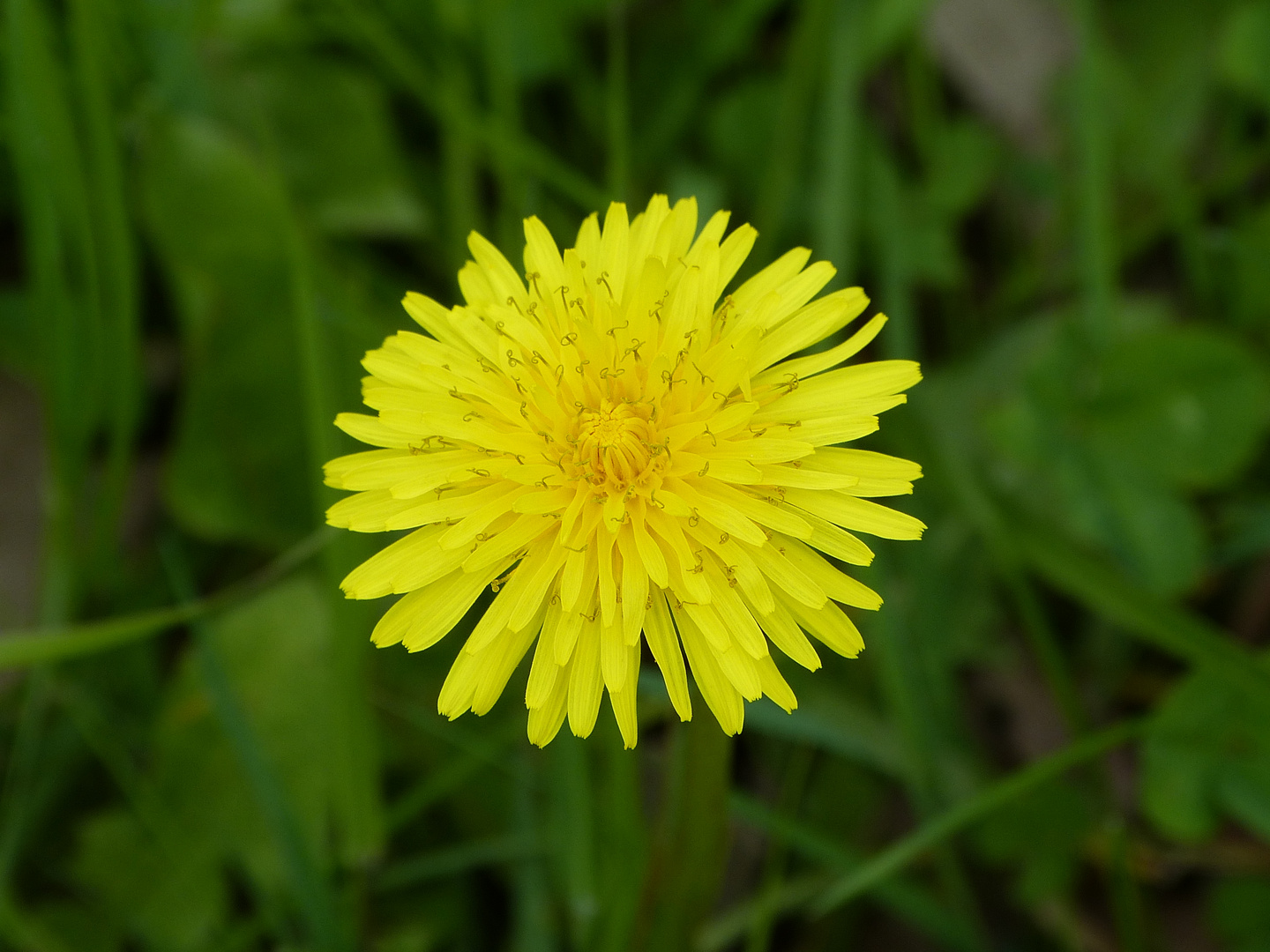 Leuchtender Löwenzahn