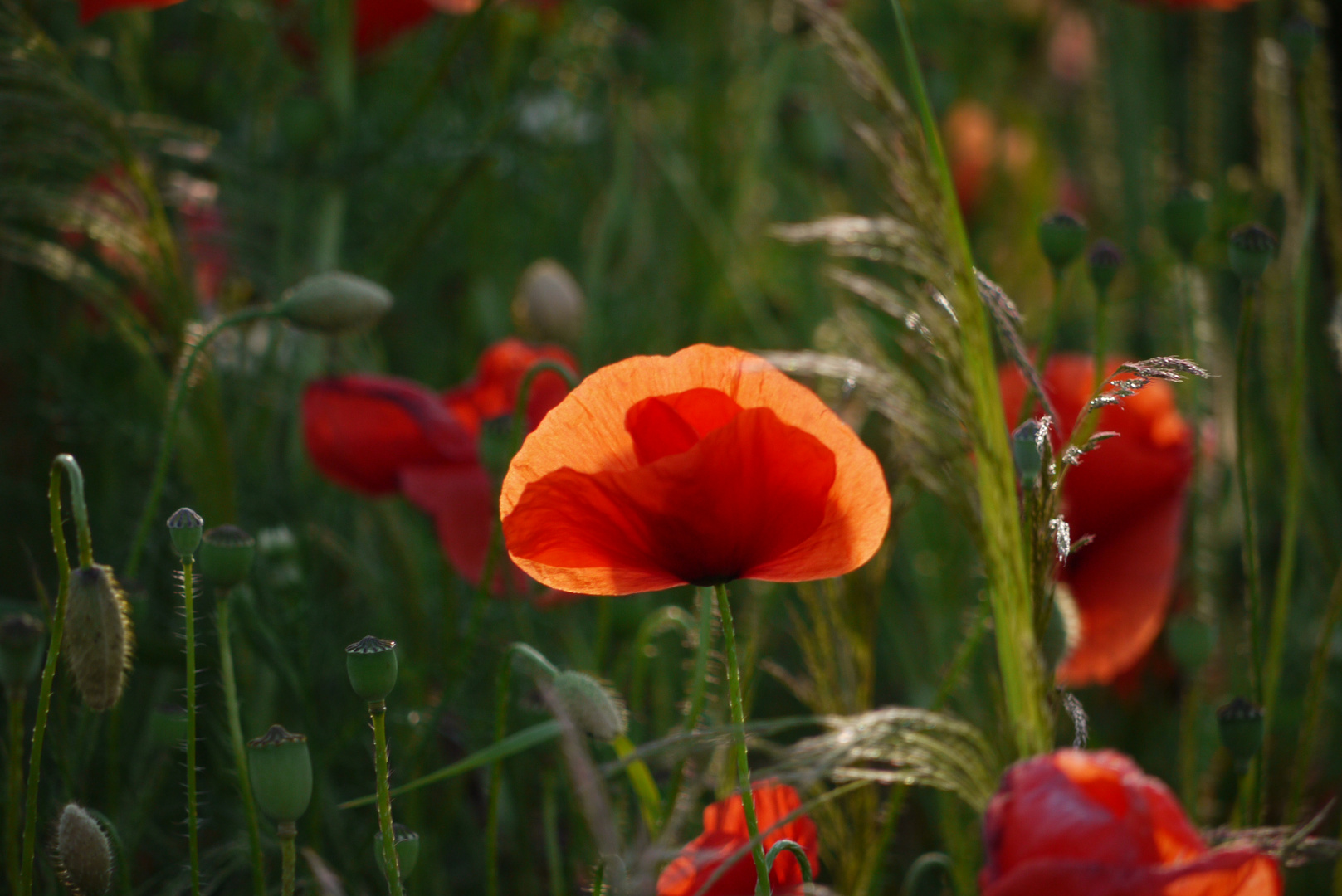 Leuchtender Mohn