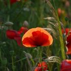 Leuchtender Mohn