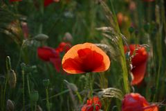 Leuchtender Mohn