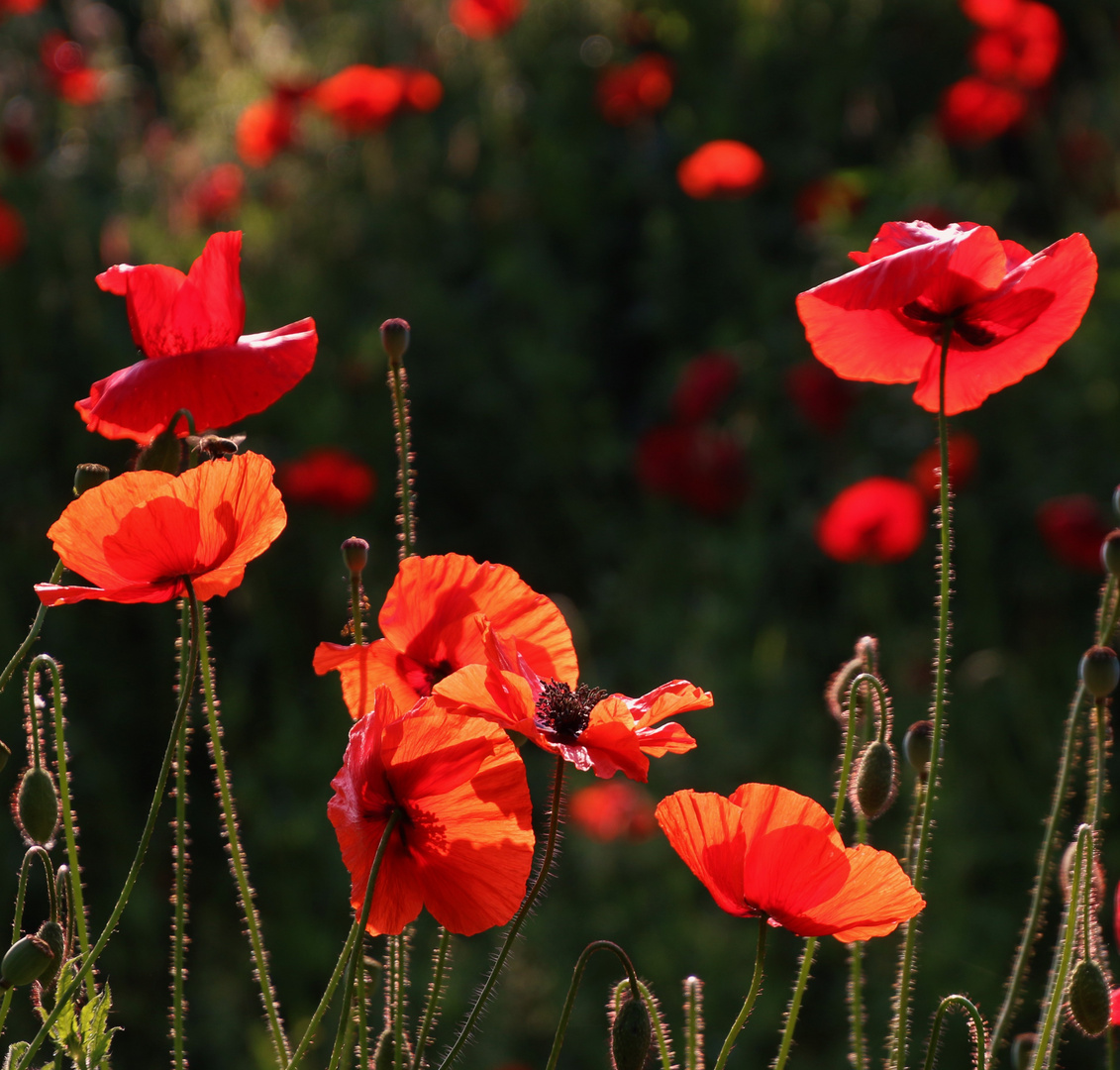 Leuchtender Mohn