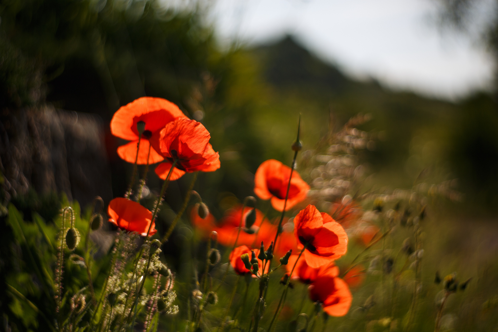 Leuchtender Mohn