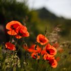 Leuchtender Mohn