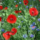 Leuchtender Mohn