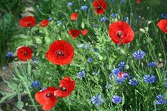 Leuchtender Mohn