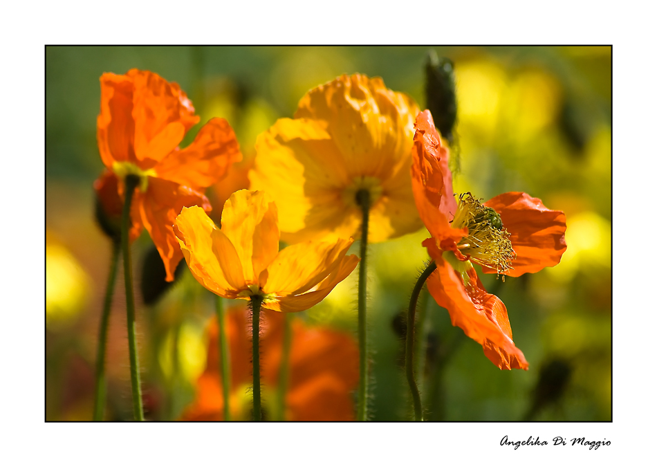 Leuchtender Mohn