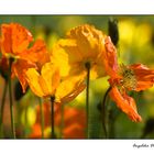 Leuchtender Mohn