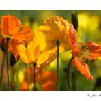 Leuchtender Mohn