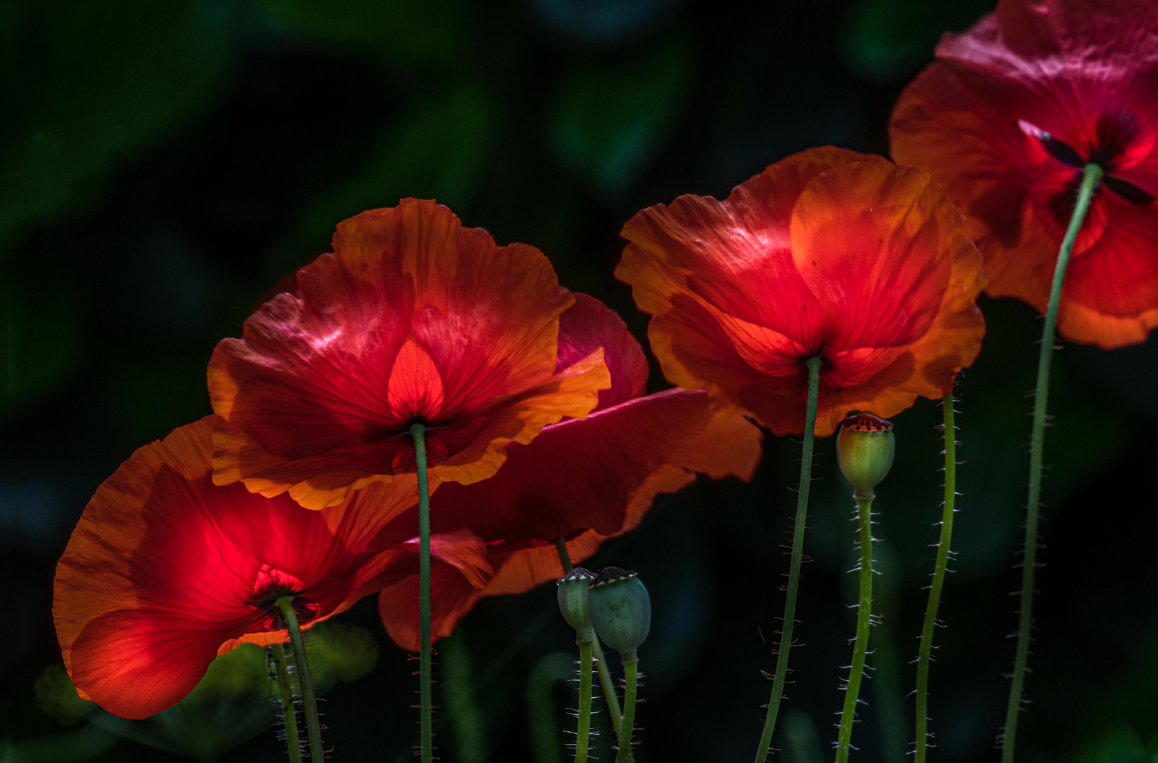 leuchtender Mohn