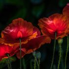 leuchtender Mohn