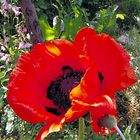 leuchtender Mohn