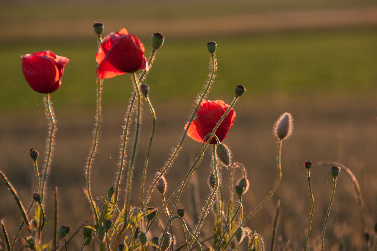 Leuchtender Mohn