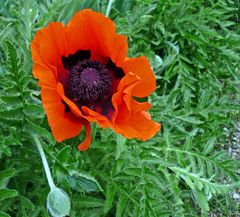 leuchtender Mohn