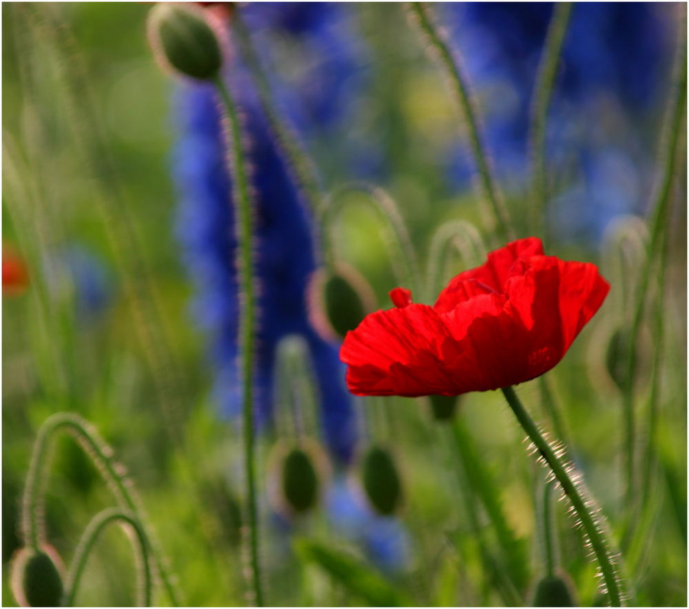 Leuchtender Mohn