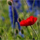 Leuchtender Mohn