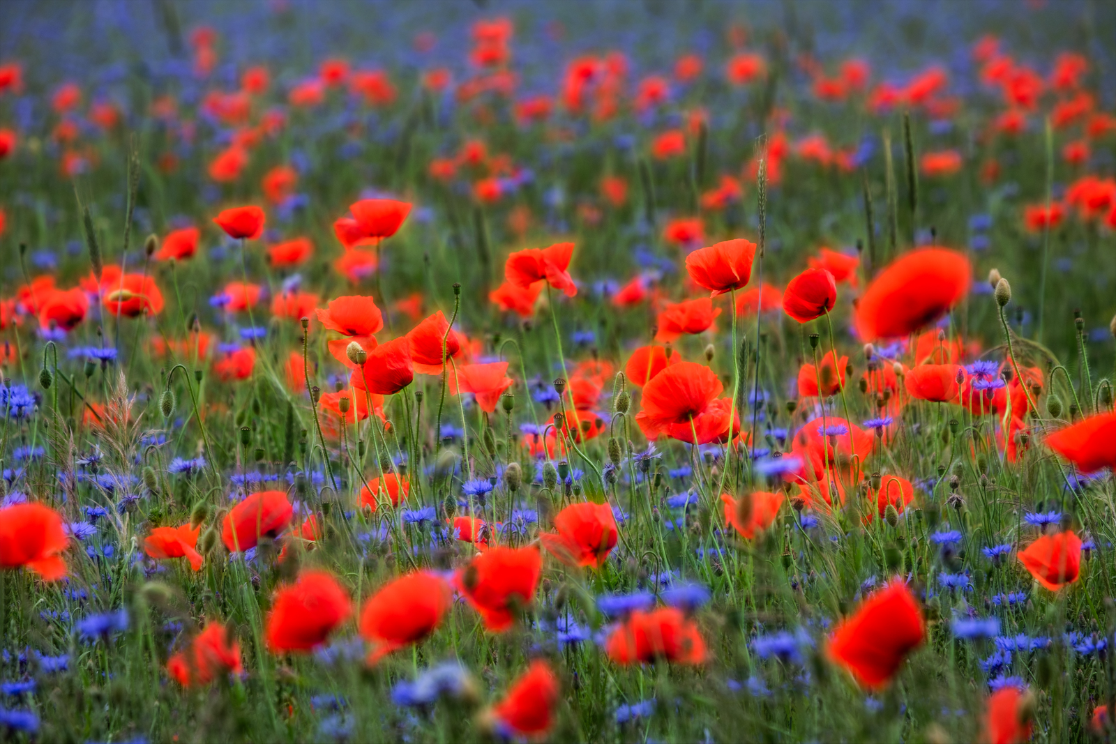 Leuchtender Mohn