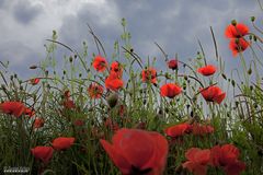 Leuchtender Mohn