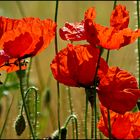 Leuchtender Mohn