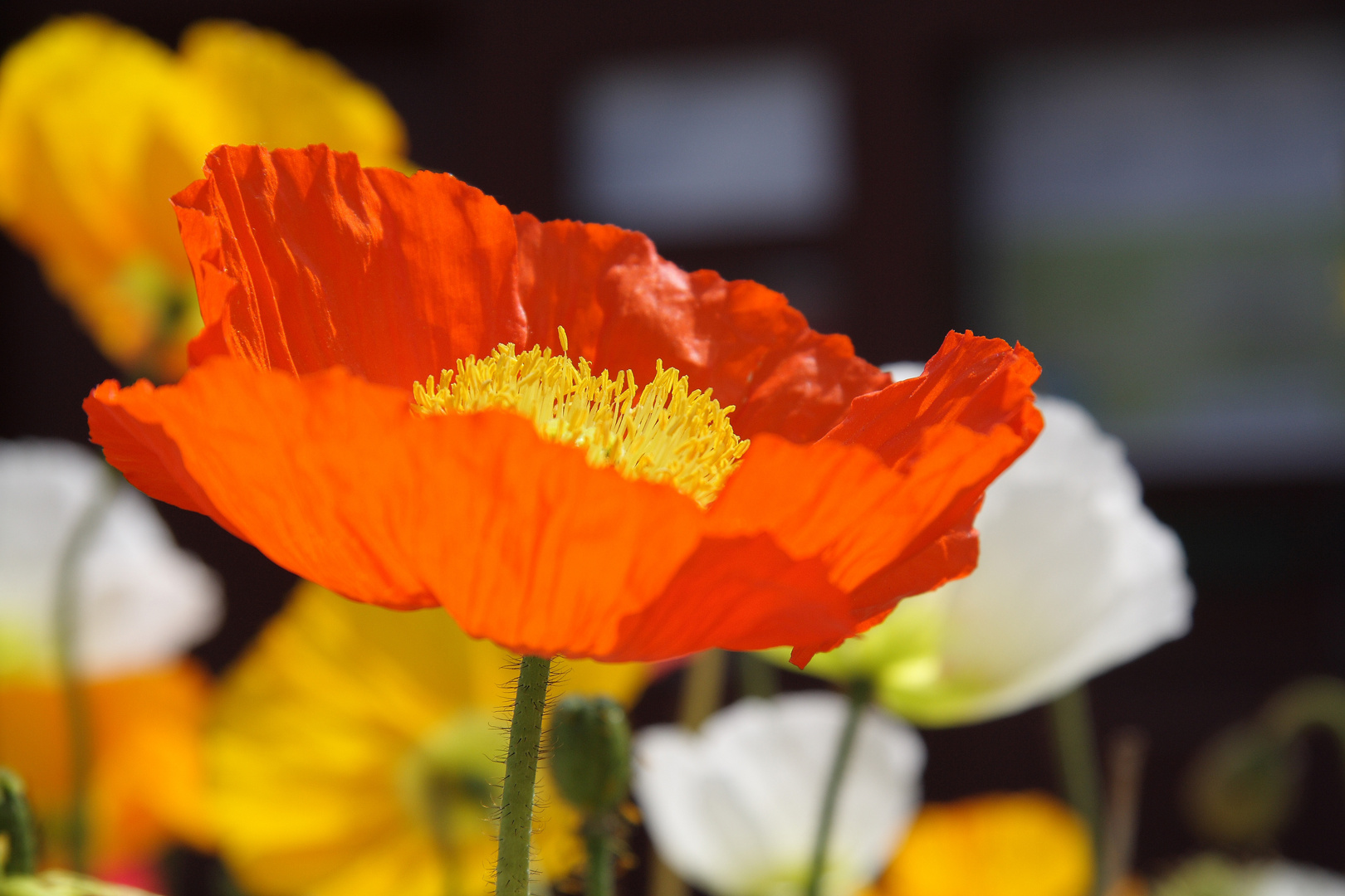 Leuchtender Mohn