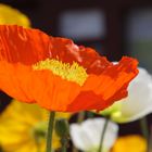 Leuchtender Mohn