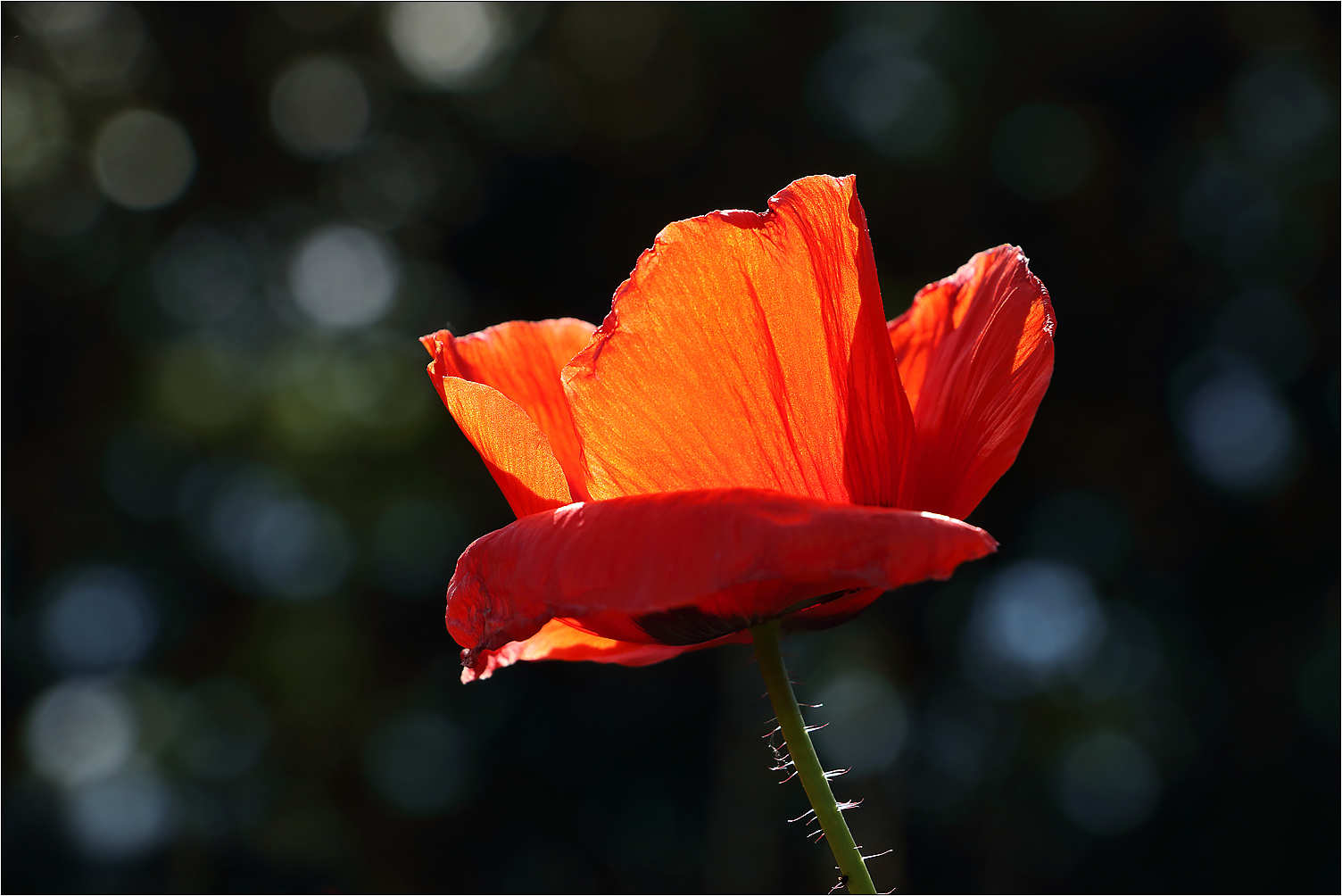 Leuchtender Mohn...