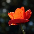 Leuchtender Mohn...