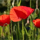 Leuchtender Mohn...