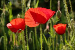 Leuchtender Mohn...