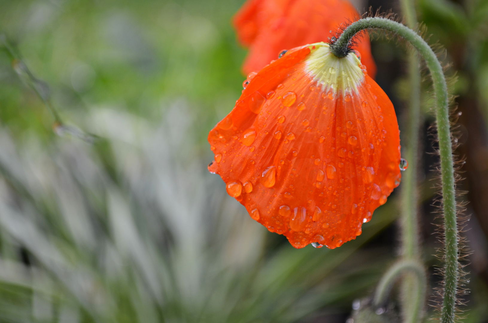 leuchtender Mohn