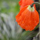 leuchtender Mohn