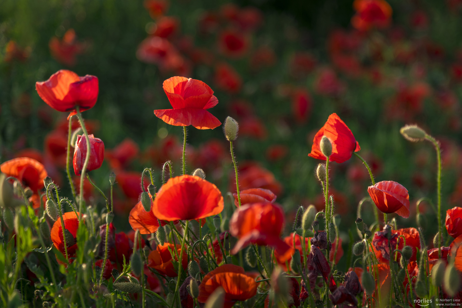 Leuchtender Mohn