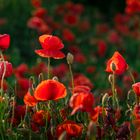 Leuchtender Mohn