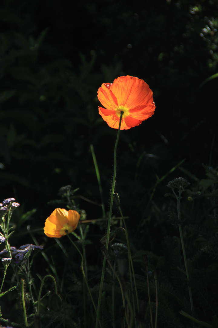 leuchtender Mohn