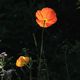 leuchtender Mohn