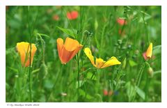 Leuchtender Mohn