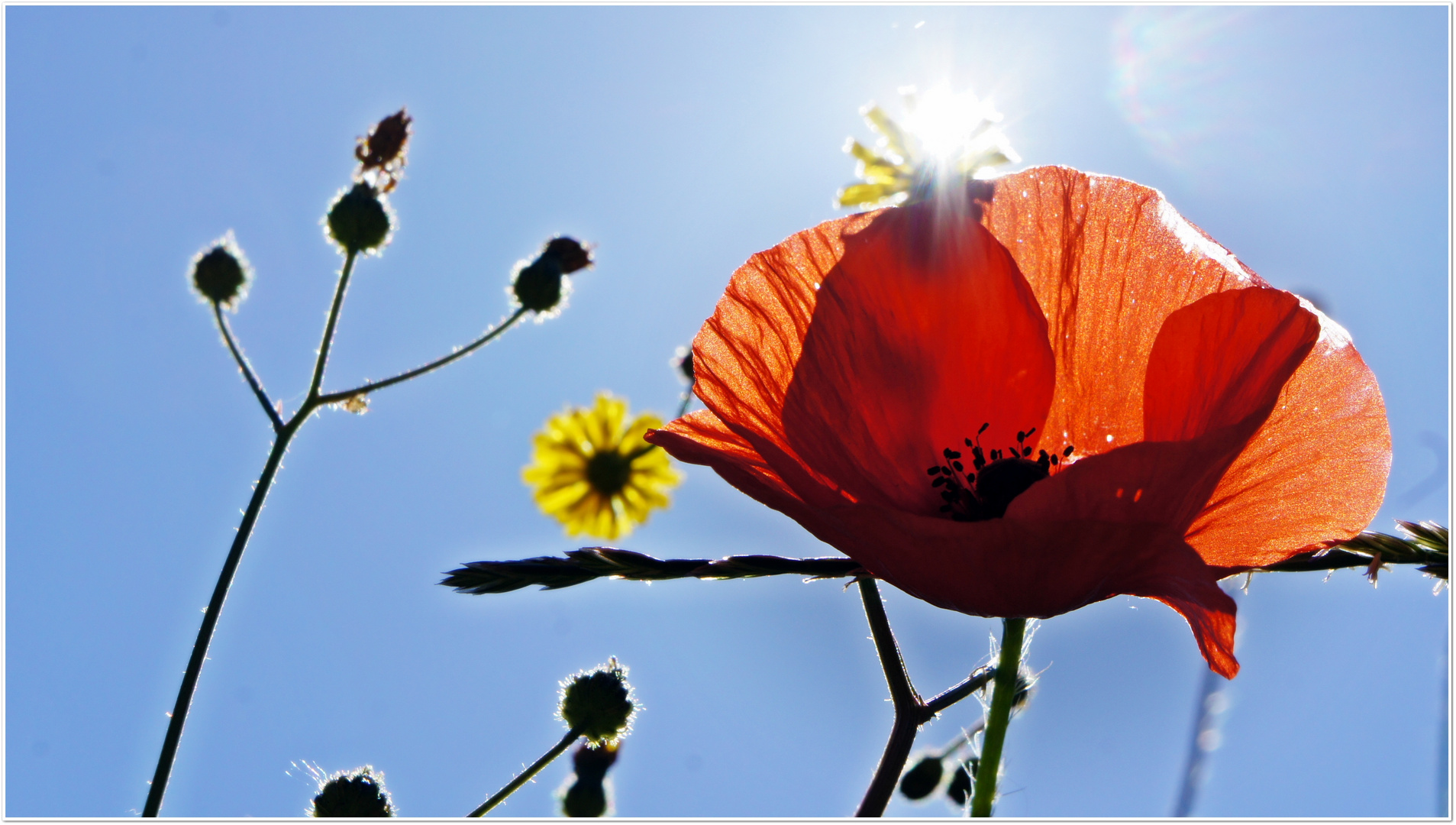 leuchtender Mohn