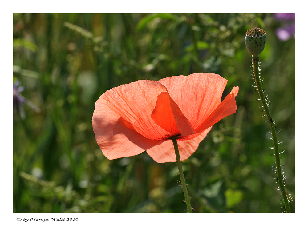 Leuchtender Mohn