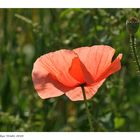 Leuchtender Mohn